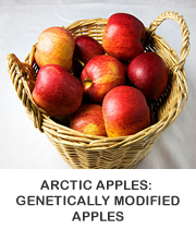 Arctic Apples: A "genetically altered" apple a day keeps the doctor away